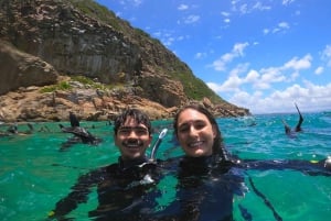 Zatoka Plettenberg: Pływaj z fokami