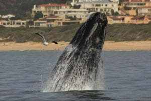 Plettenberg Bay: Whale Watching Boat Cruise