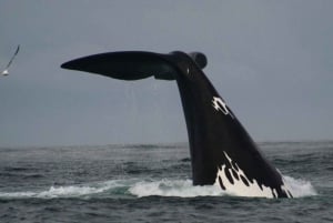 Plettenberg Bay : Croisière en bateau pour l'observation des baleines
