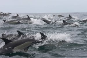 Plettenberg Bay: Whale Watching Boat Cruise