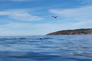 Plettenberg Bay: Whale Watching Boat Cruise