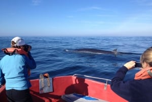 Plettenberg Bay : Croisière d'observation des baleines