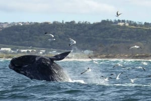 Plettenberg Bay: Whale Watching Excursion