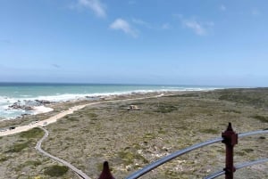 Port Elizabeth: 11 giorni di safari e tour culturale a Joburg