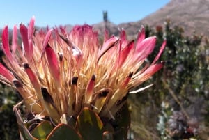 Port Elizabeth: 11 giorni di safari e tour culturale a Joburg