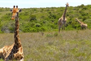Port Elizabeth: 3-dages Garden Route via Addo Elephant Park