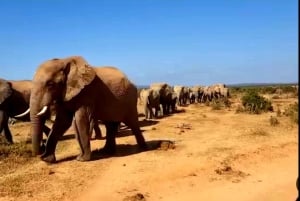 Port Elizabeth: 3-dages Garden Route via Addo Elephant Park