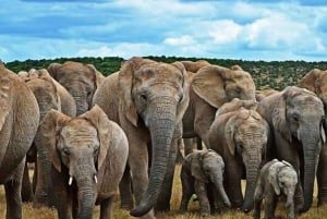 Port Elizabeth: 3-dages Garden Route via Addo Elephant Park