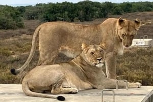 Port Elizabeth: 3-dages Garden Route via Addo Elephant Park