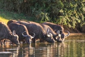 Port Elizabeth: 3-dages Garden Route via Addo Elephant Park