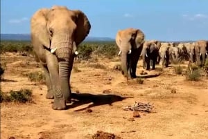 Port Elizabeth: 3-dages Garden Route via Addo Elephant Park
