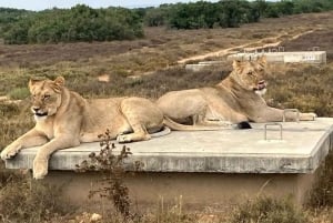 Port Elizabeth: 3-dages Garden Route via Addo Elephant Park
