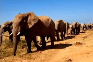 Port Elizabeth: 3-dages Garden Route via Addo Elephant Park