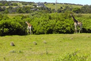 Port Elizabeth: 3-dages Garden Route via Addo Elephant Park