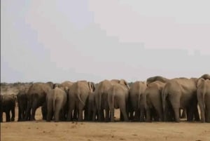 Port Elizabeth: 3-dages Garden Route via Addo Elephant Park