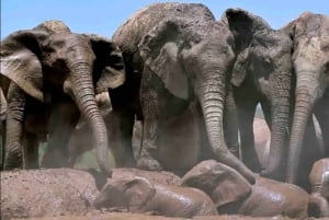 Port Elizabeth: 3-dages Garden Route via Addo Elephant Park