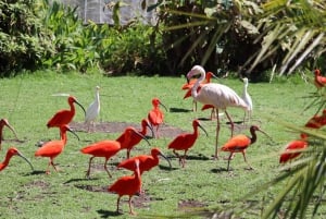 Journée complète au parc national de Tsitsikamma : Port Elizabeth