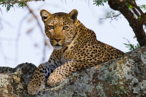 Etelä-Afrikka Krugerin kansallispuistoon seikkailu