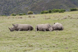 From Cape Town: 2-Day South African Wildlife Safari Tour