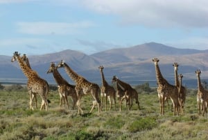 From Cape Town: South African Wildlife and Safari 2-Day Tour