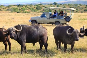 Kapkaupungista: Etelä-Afrikan villieläimet ja safari 2 päivän retki