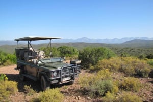 South African Wildlife and Safari 2-Day Tour from Cape Town