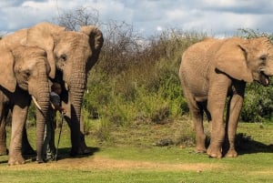 From Cape Town: South African Wildlife Safari 2-Day Tour