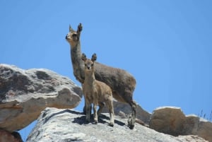 Swartberg: Half Day Swartberg Pass and Private Guided Tour