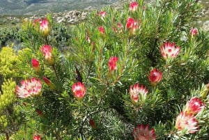 Swartberg: Halv dag med Swartberg Pass og privat guidet tur