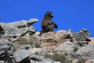 Swartberg: Half Day Swartberg Pass and Private Guided Tour