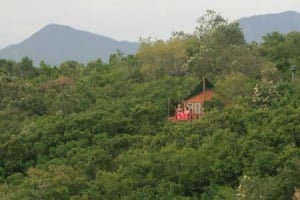 Teniqua Treetops