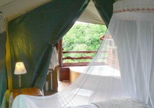 Teniqua Treetops