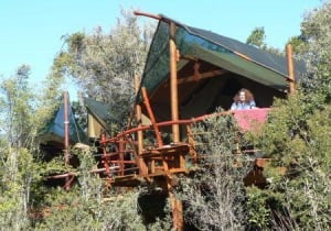 Teniqua Treetops