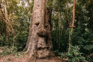 Tsitsikamman kansallispuisto: 1 tai 2 tunnin Segway-kierros