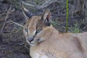 Wild Cat Experience 1-Hour Tour