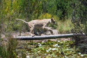 Wild Cat Experience 1-Hour Tour