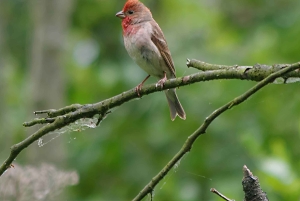 Entdecke die Insel Sobieszewo: Naturrundgang & Wildtiertour
