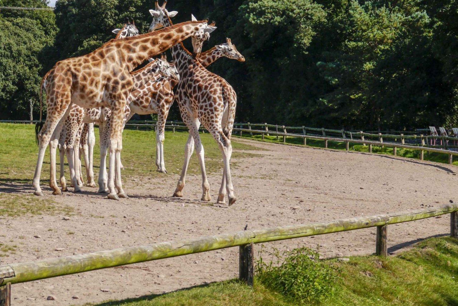 Gdansk: Oliwa Zoo with Tickets and Roundtrip Transportation