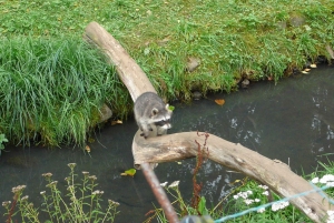 Privat transfer från Gdansk, Sopot, Gdynia till Oliwa Zoo