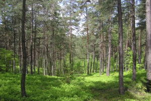 Kashubian Switzerland 1-Day Private Tour from Gdansk