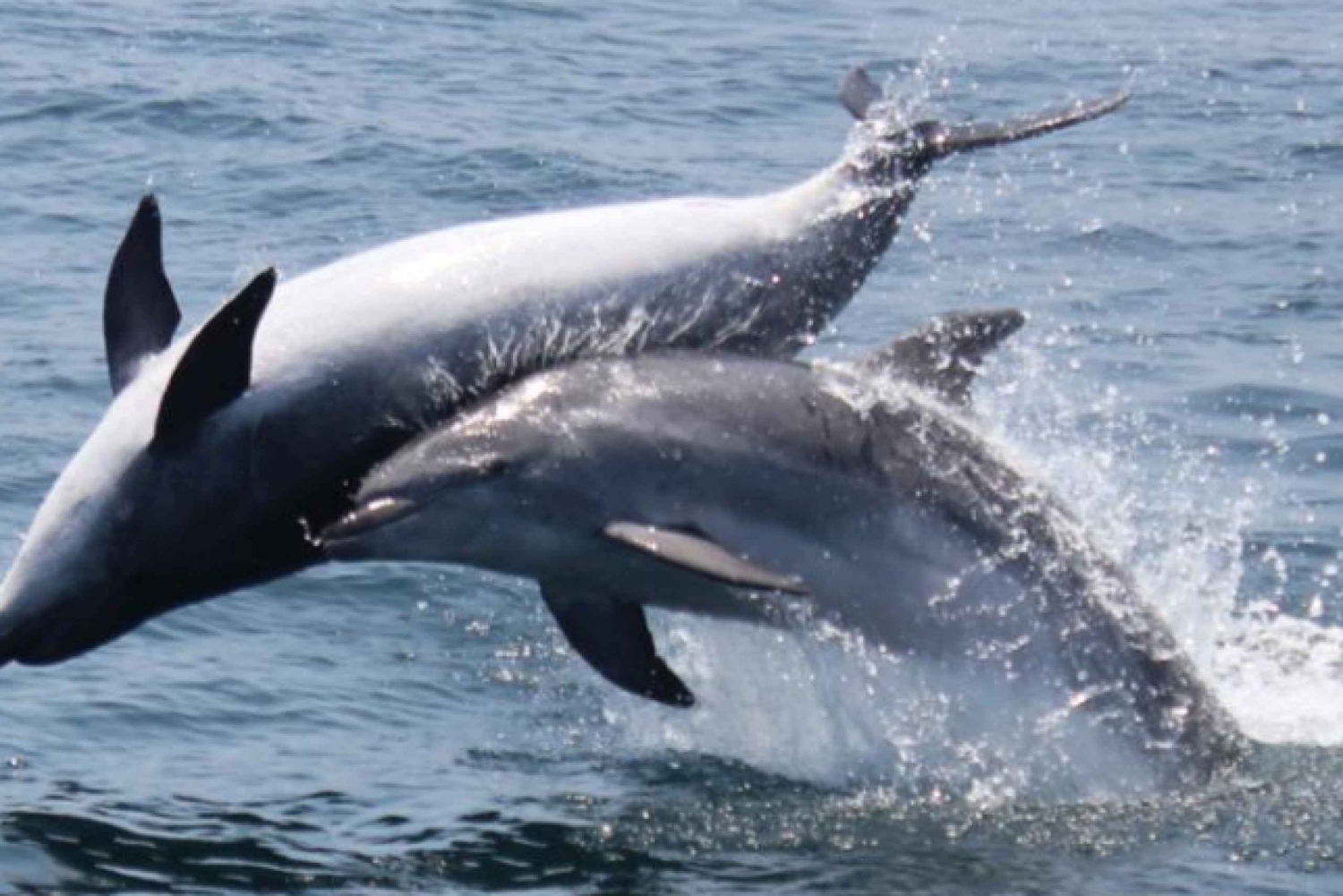 Dolphin-Safari
