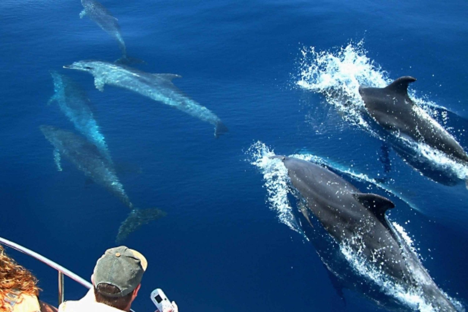 Bay of Gibraltar: 1.5-Hour Dolphin Cruise