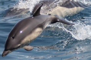 Baie de Gibraltar : Croisière avec les dauphins