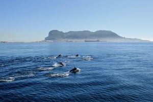 Tour para ver delfines en la bahía de Gibraltar