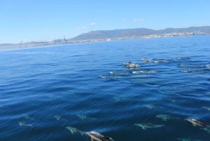 Baie de Gibraltar : Croisière avec les dauphins