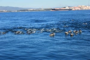 Zatoka Gibraltarska: rejs delfinami
