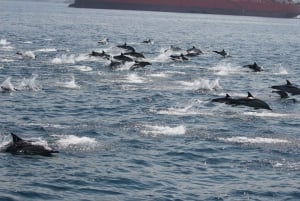 Gibraltarbukta: Delfincruise