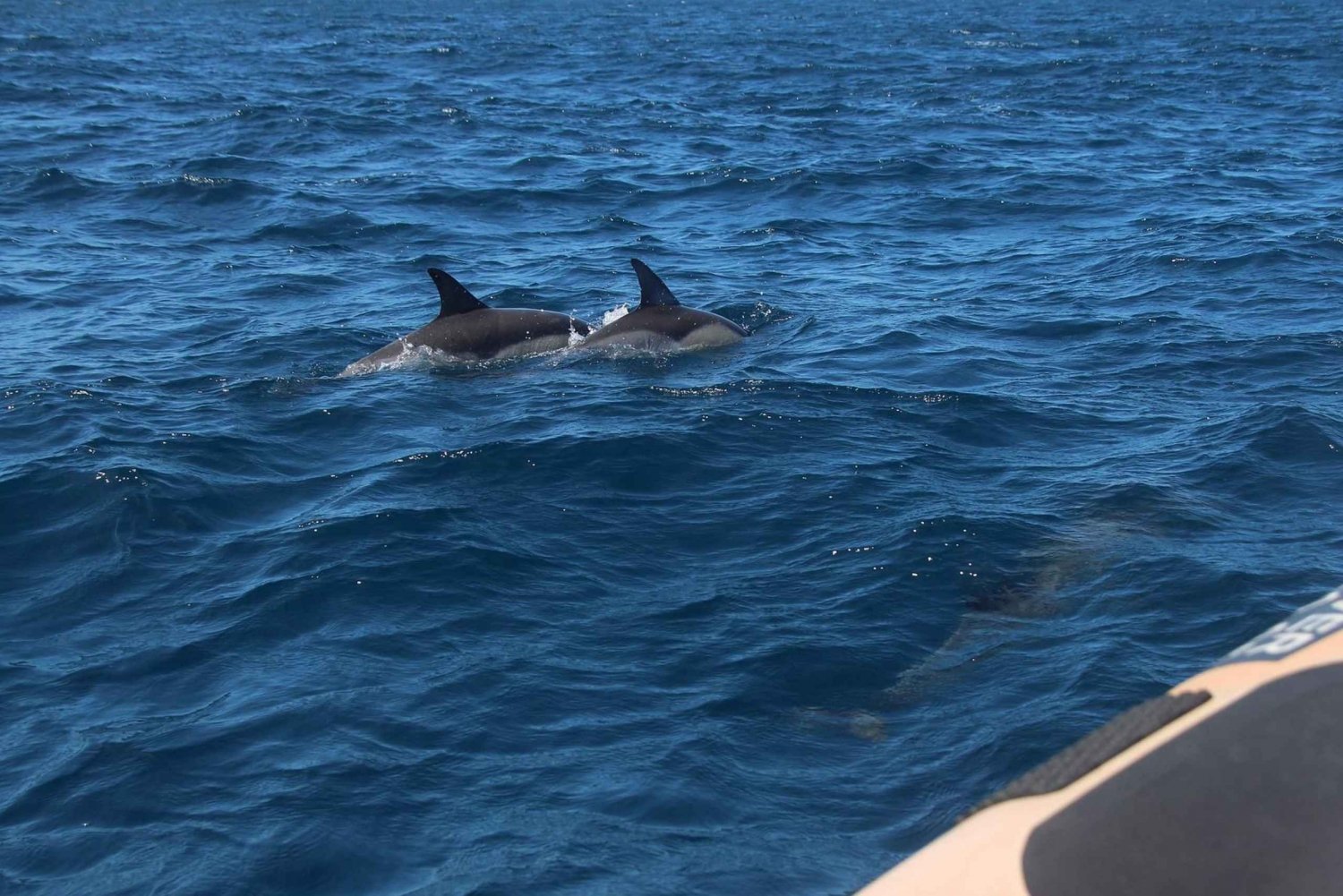 Costa de la Luz: Gibraltar Day Trip & Dolphin Watching Tour