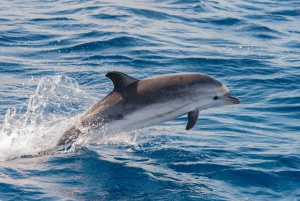 Costa de la Luz: Gibraltar Day Trip & Dolphin Watching Tour