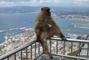 Costa del Sol: Jednodniowa wycieczka na Gibraltar z opcjonalną wycieczką na skały